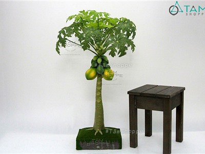 Chậu cây đu đủ giả cao 1m